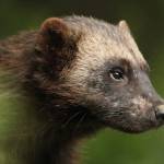 palonius15 palonius15 Profile Picture